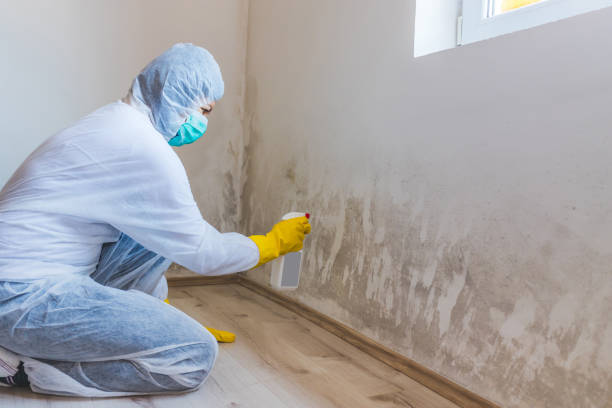 Licensed Mold Testing service in Jackson, NC - WQB Mold Removal